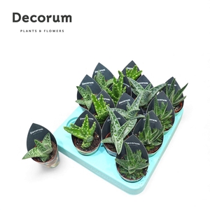 Aloë Mix (4spc.) (decorum)