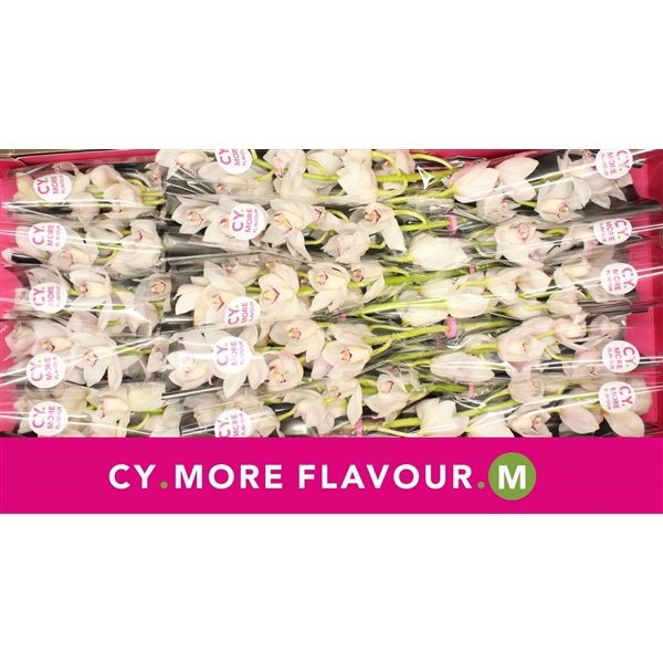 <h4>Mini cymbidium 'White Fair' 40 cm</h4>