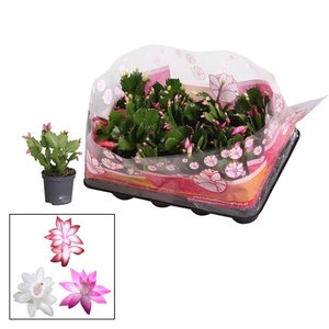 Schlumbergera - 7 cm - mix