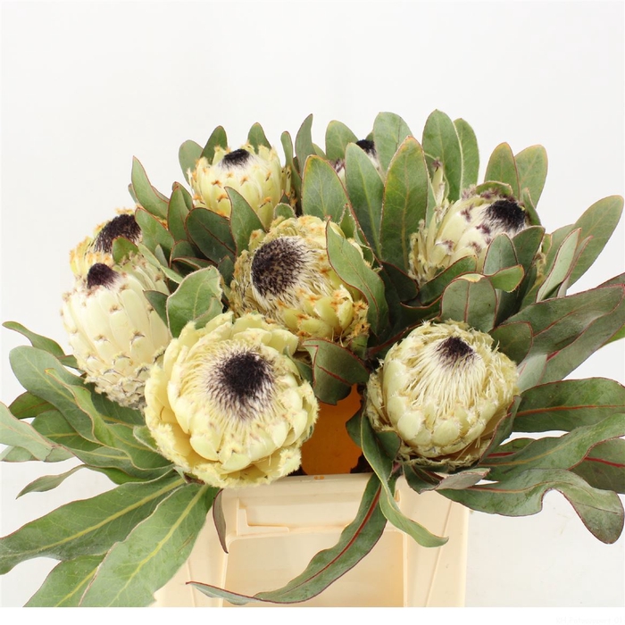 <h4>Protea cynaroides 'Ice Queen'</h4>