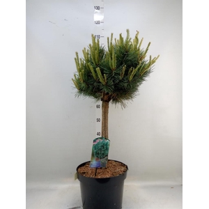 Pinus sylvestris 'Watereri'