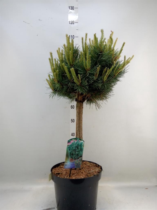 <h4>Pinus sylvestris 'Watereri'</h4>