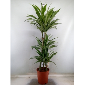 Dracaena fr de 'Warneckei'