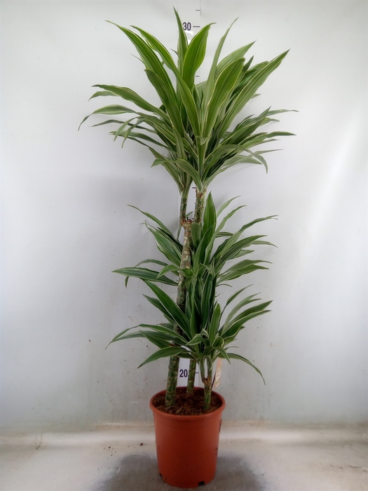 <h4>Dracaena fr de 'Warneckei'</h4>