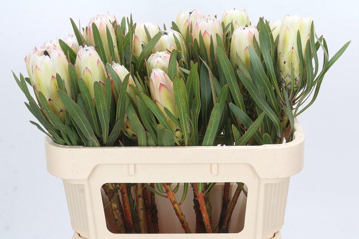 <h4>Protea White Night</h4>