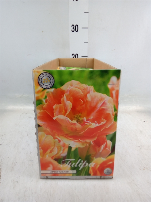 <h4>Tulipa   ...flowerbulbs</h4>