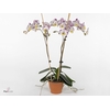 Phalaenopsis  'FC Cupid Spirit'