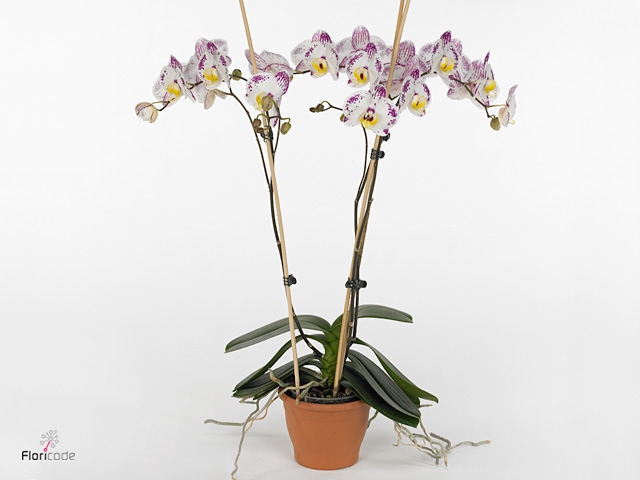 Phalaenopsis  'FC Cupid Spirit'