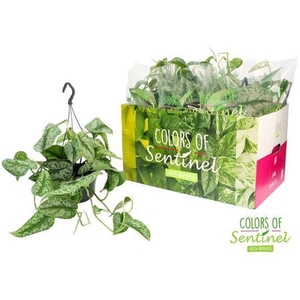 Scindapsus pictus Trebie hang