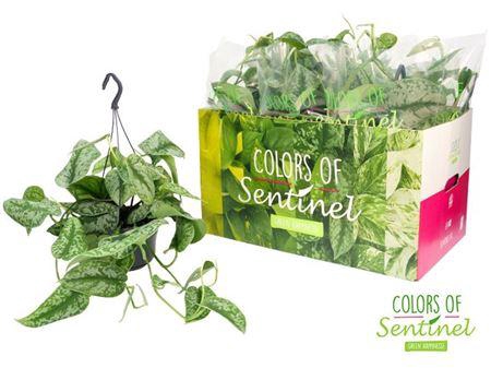 <h4>Scindapsus pictus Trebie hang</h4>