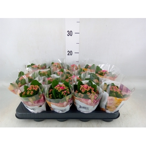 Kalanchoe blos. 'RosDon Victorio'
