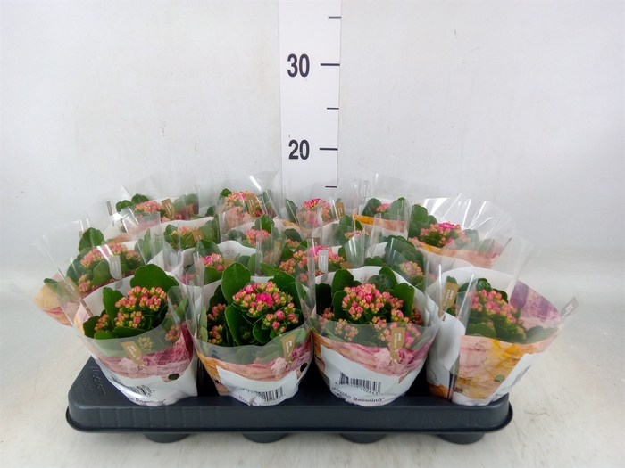 <h4>Kalanchoe blos. 'RosDon Victorio'</h4>