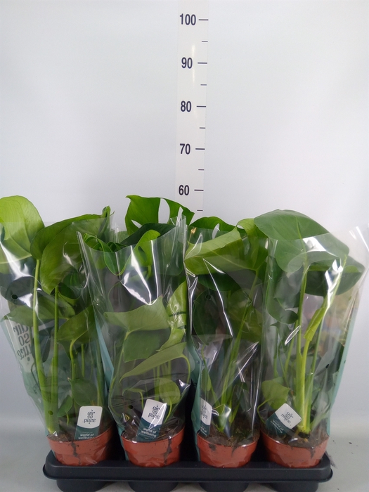 <h4>Monstera delic.</h4>