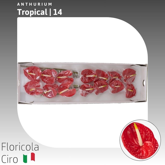 <h4>Anthurium Tropical</h4>