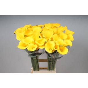 Calla Sunny Art Kallaland