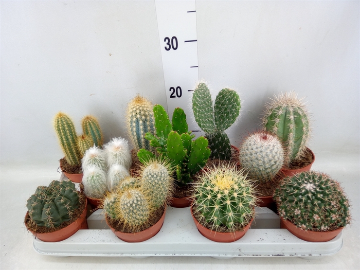 <h4>Cactus   ...mix</h4>