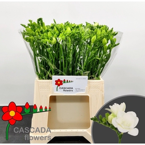 Freesia du Essence
