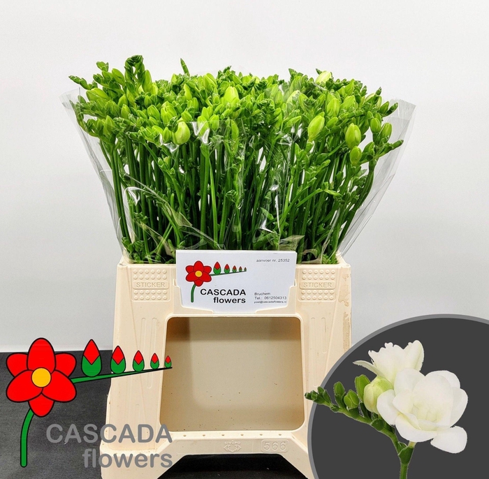 <h4>Freesia du Essence</h4>