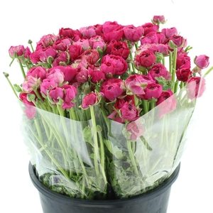 Ran El Hot Pink Extra