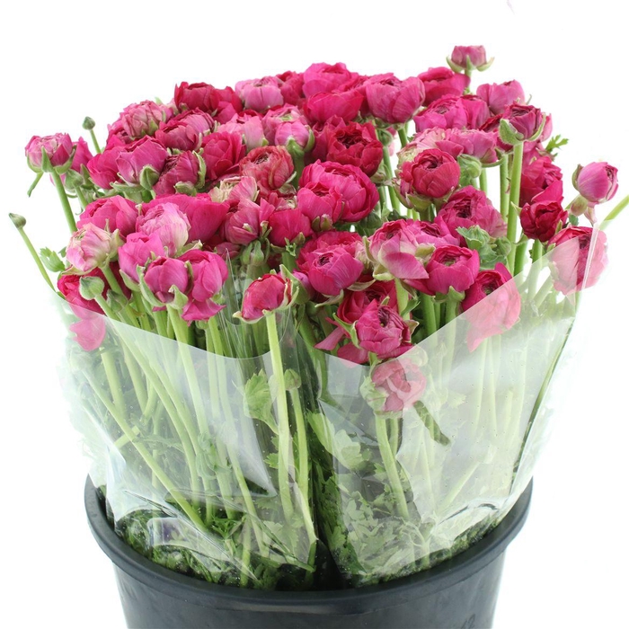 <h4>Ran El Hot Pink Extra</h4>