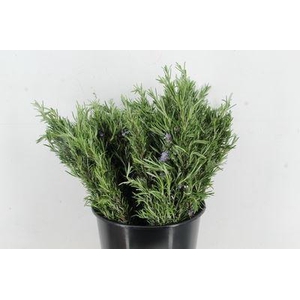 Rosmarinus officinalis