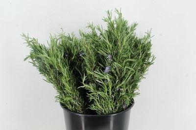 <h4>Rosmarinus officinalis</h4>