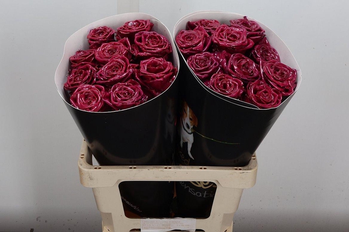 <h4>R Wx (rn) Cerise</h4>