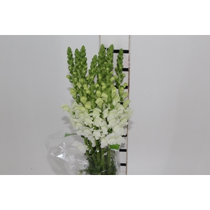 BOCA DE LEAO UBIRA WHITE 070 CM