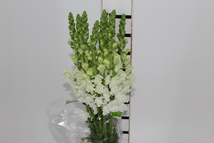 <h4>BOCA DE LEAO UBIRA WHITE 070 CM</h4>