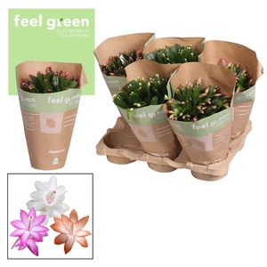 Schlumbergera - 13 cm - Mix- FEEL GREEN