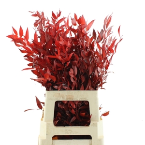 DECORGROEN KLB BS H%