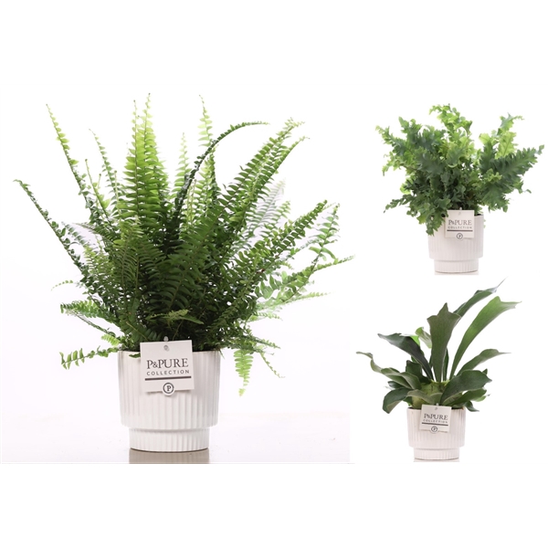 <h4>Varens gemengd in P&PURE Ivy ceramics shiny white</h4>