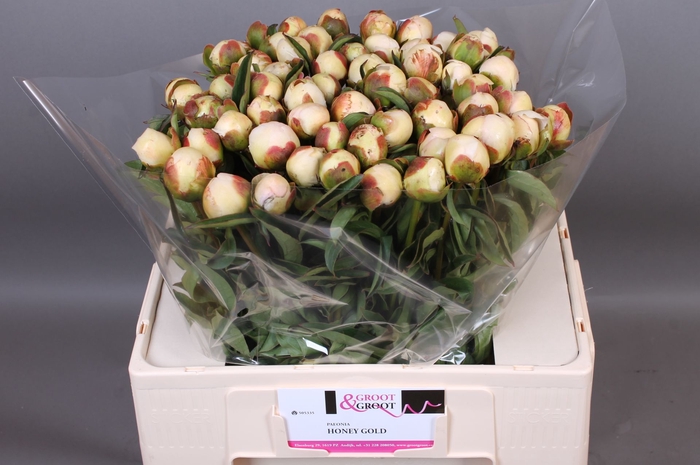 <h4>Paeonia Honey Gold | Heavy Quality</h4>