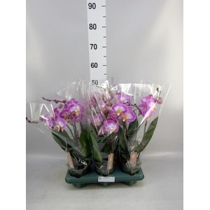 Phalaenopsis 'Spirit Pink'