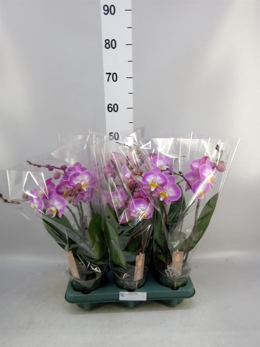 <h4>Phalaenopsis 'Spirit Pink'</h4>