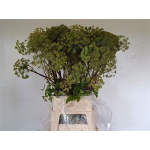 Angelica Gigas