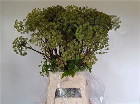 <h4>Angelica Gigas</h4>
