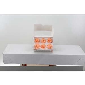 Rosa Preserved Peach