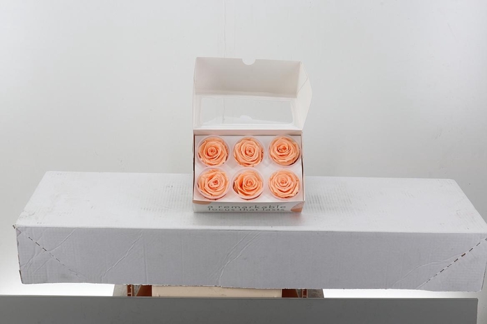 <h4>Rosa Preserved Peach</h4>