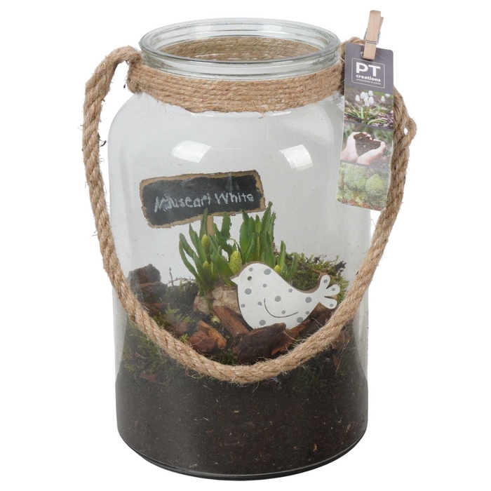 <h4>Arr.  Muscari L%</h4>