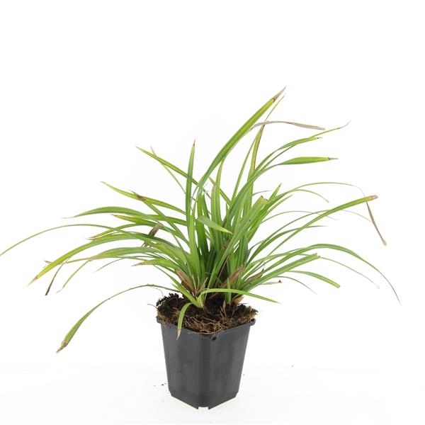 <h4>Carex morrowii 'Irish Green'</h4>