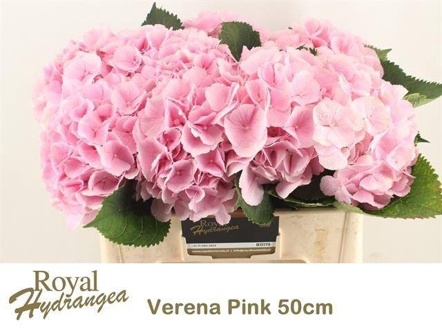 <h4>HYDR M CH VERENA</h4>