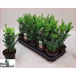BUXU SEMPERVIRENS