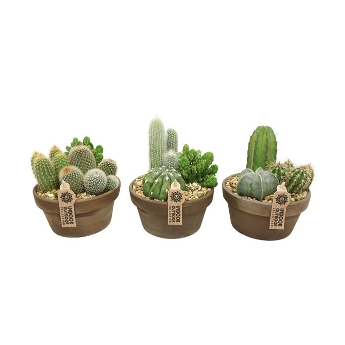<h4>Cactus arrangement in 17 cm 'Grijze Schaal'</h4>