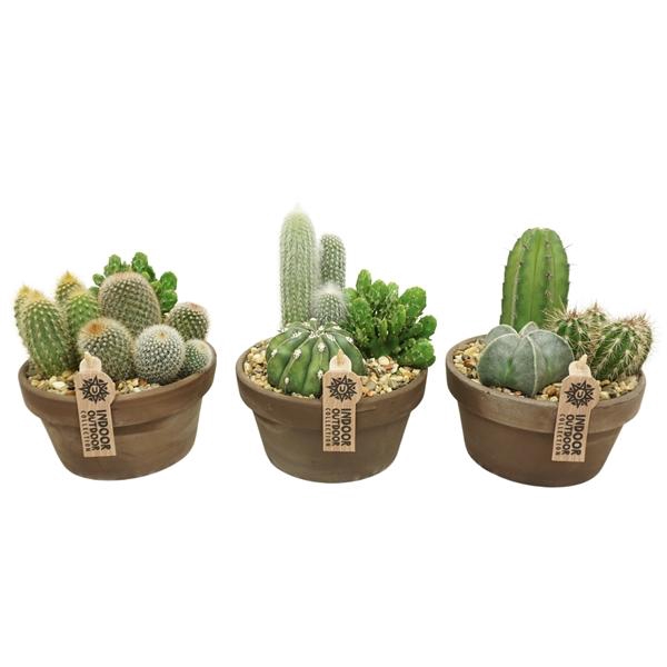 <h4>Arrangementen Cactus 6%</h4>
