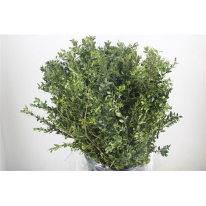 Buxus Green P Bunch