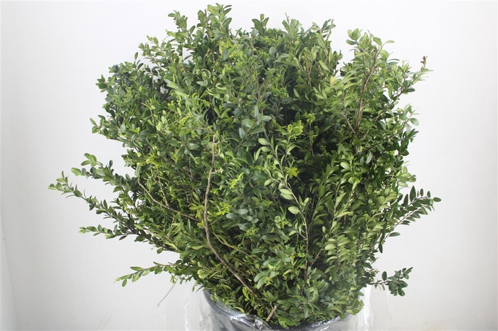 <h4>Buxus Green P Bunch</h4>