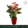 Anthurium Andreanum Grp Aristo