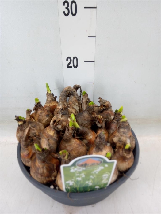 <h4>Leucojum aestivum</h4>