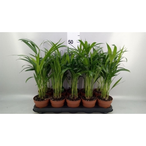 Dypsis lutescens   ...Chrysalidoca
